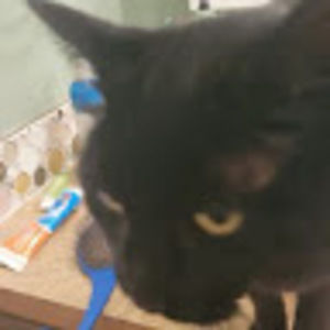 Meet your Posher, Cannon